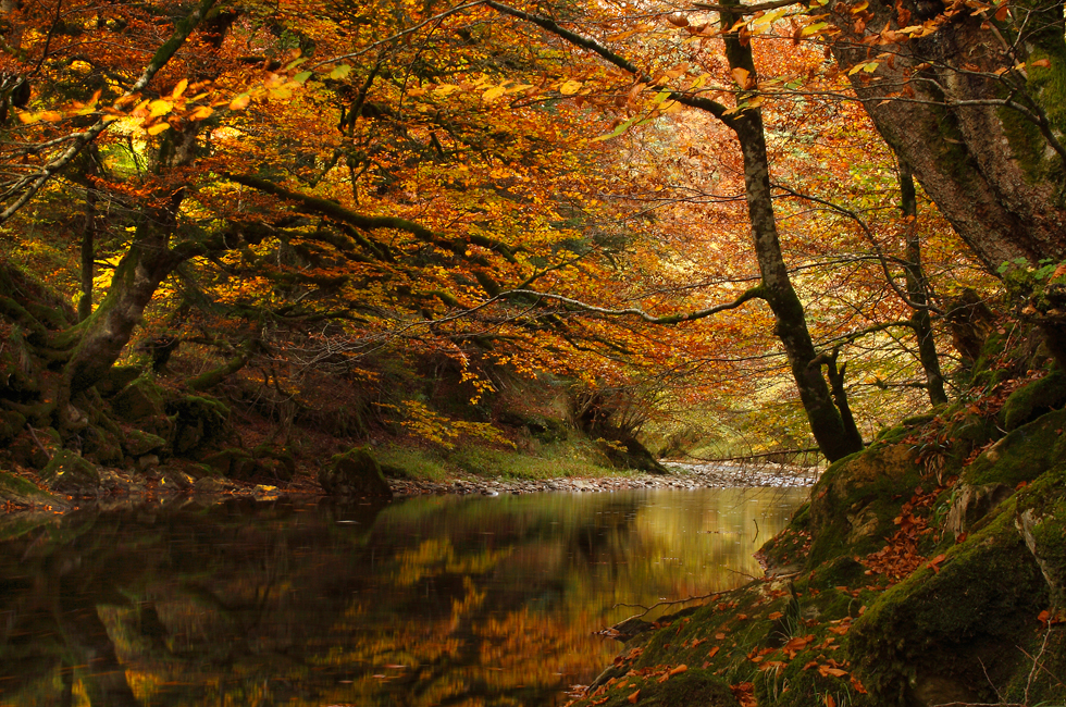 Irati, del bosque a la selva